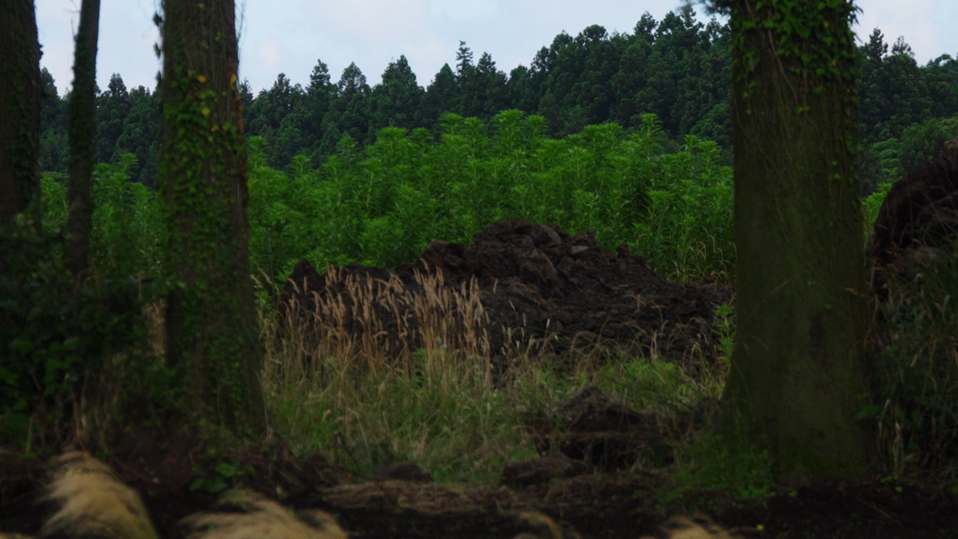 Film Project 4 Still